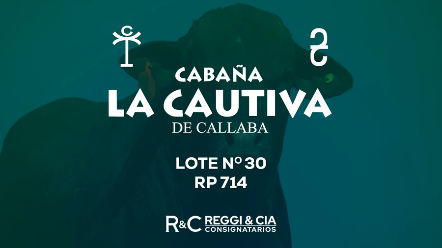 Lote Toros Brangus PPC