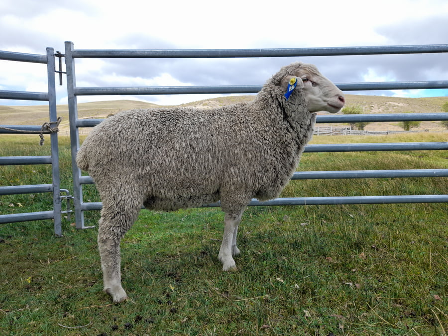 Lote Carnero TOP, 21-1384