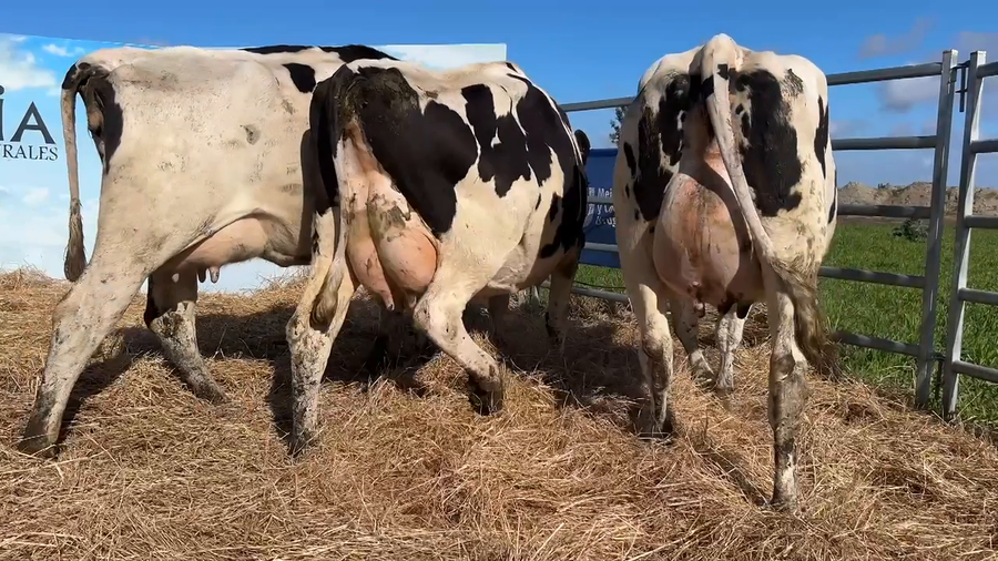 Lote VACAS PARIDAS CABAÑA MANGADO