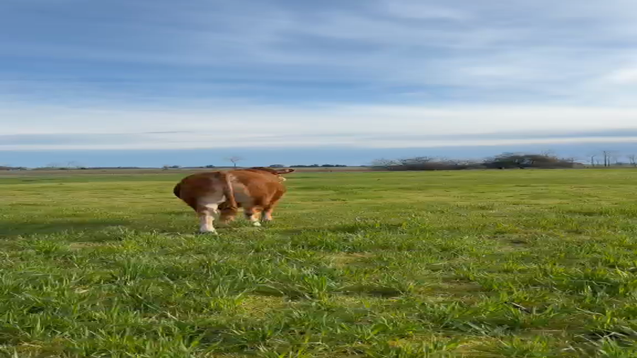 Lote Toros Puro de PEDIGREE
