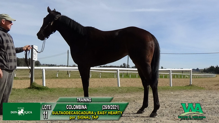 Lote COLOMBINA