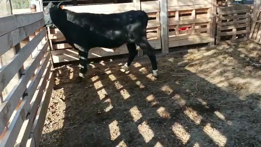 Lote Terneros HOLANDO a remate en 4to remate ENTRE MARTILLOS 220-230kg -  en CARRETON