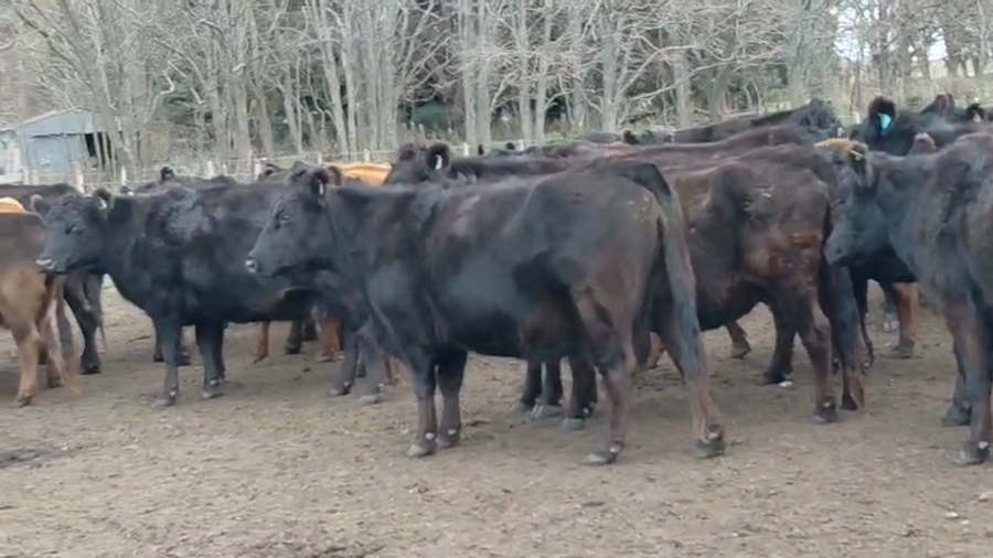 Lote 57 Vacas CUT preñadas en Buenos Aires, Chillar