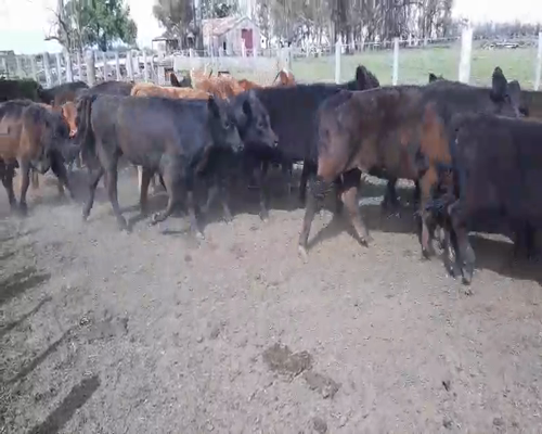 Lote 28 Terneras en arboledas, Buenos Aires