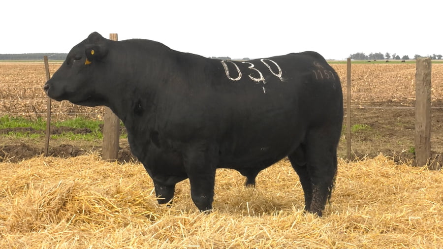 Lote Toros PC Negros