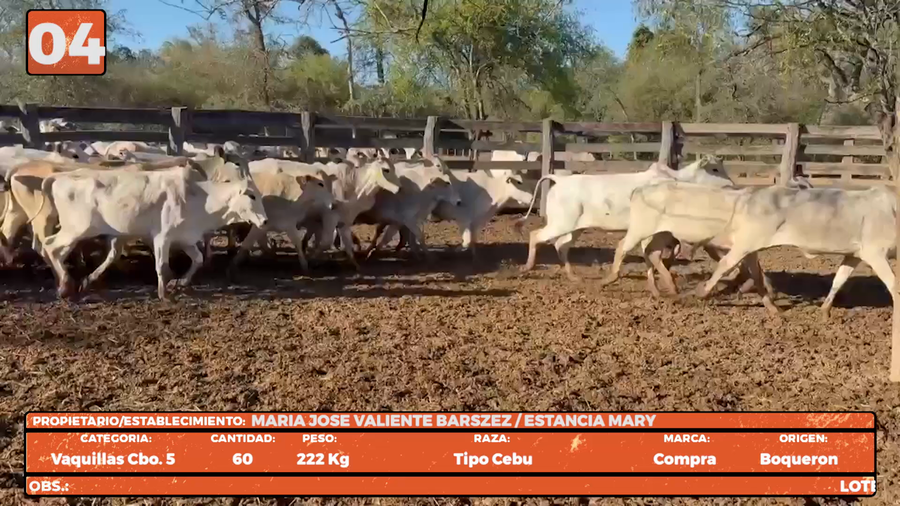 Lote LOTE 4