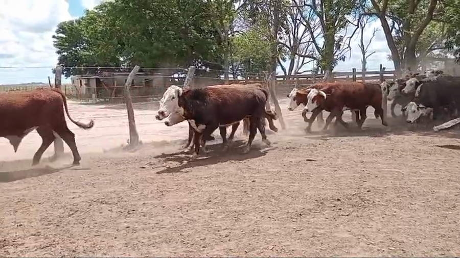 Lote 55 Novillos