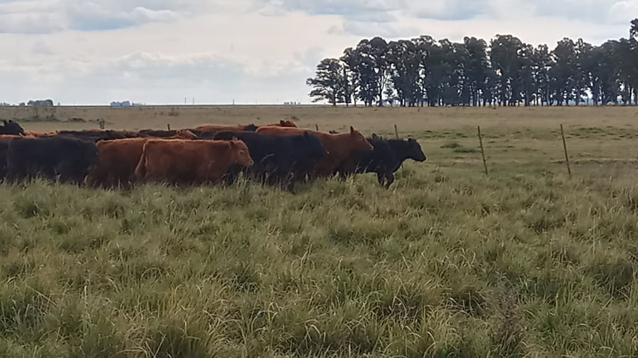 Lote 35 Terneros en Buenos Aires, Tapalqué