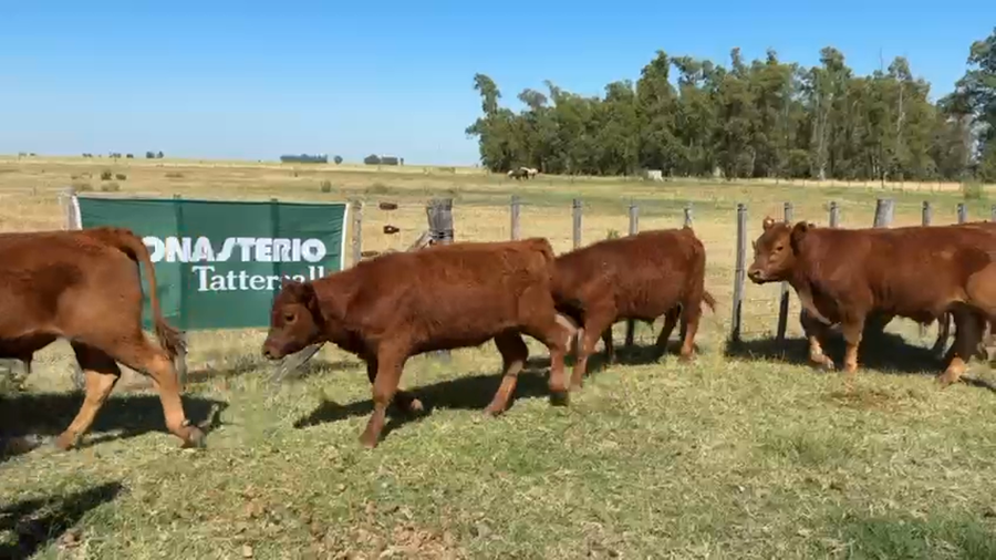 Lote 70 Terneros en Arboledas