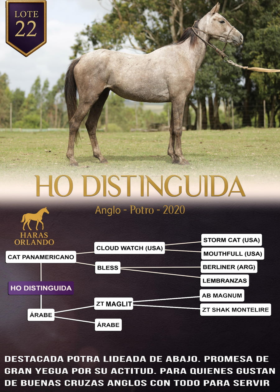 Lote HO DISTINGUIDA