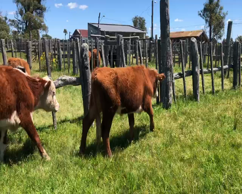 Lote 6 Novillos 1 a 2 años en Tupambaé, Cerro Largo
