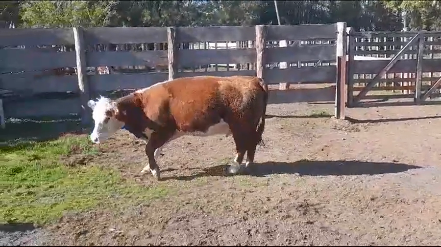 Lote (Vendido)Vaquillonas/Vacas Gordas a remate en #37 Pantalla Carmelo 450kg -  en PLAYA FOMENTO