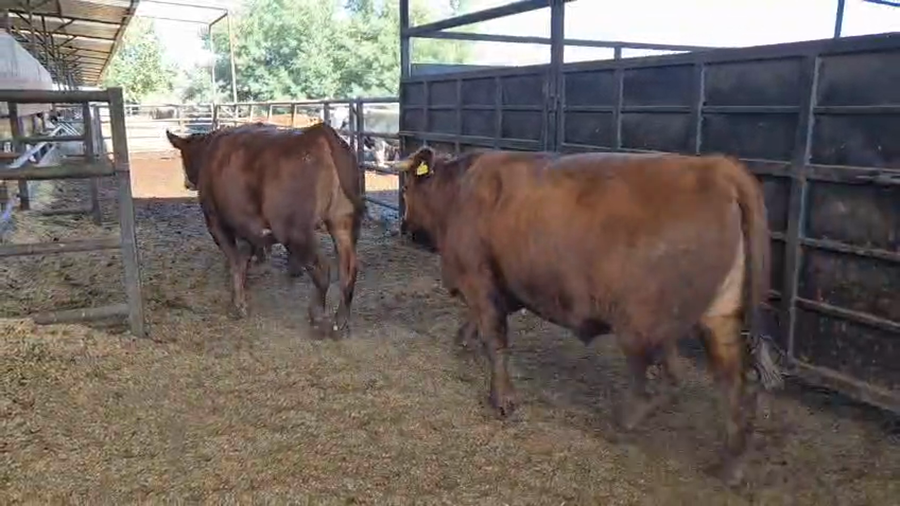 Lote 20 Novillo Gordo en Linares, VII  Región Maule