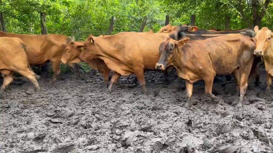 Lote 34 Vacas nuevas C/ gtia de preñez en Misión San Fco., Formosa