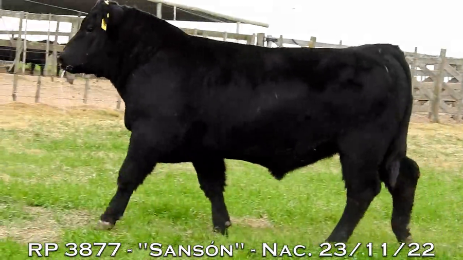 Lote TOROS PUROS DE PEDIGREE