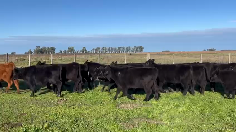 Lote 40 Terneras en Urdampilleta