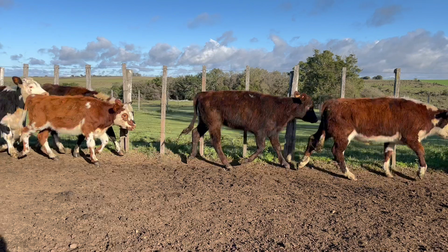 Lote TERNEROS Y TERNERAS