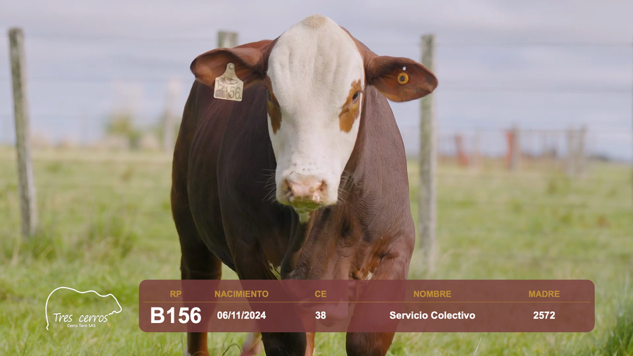Lote RP B156