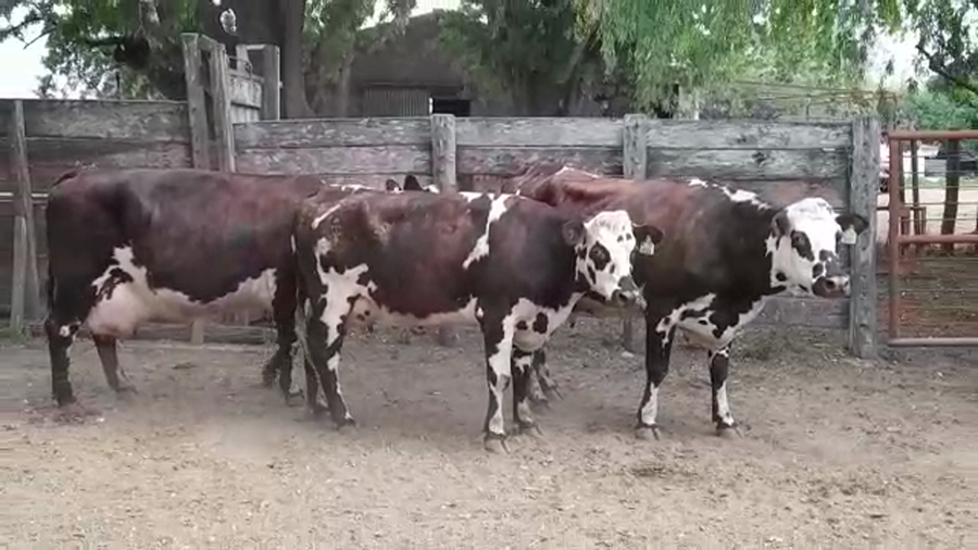 Lote VACAS PI EN PRODUCCION