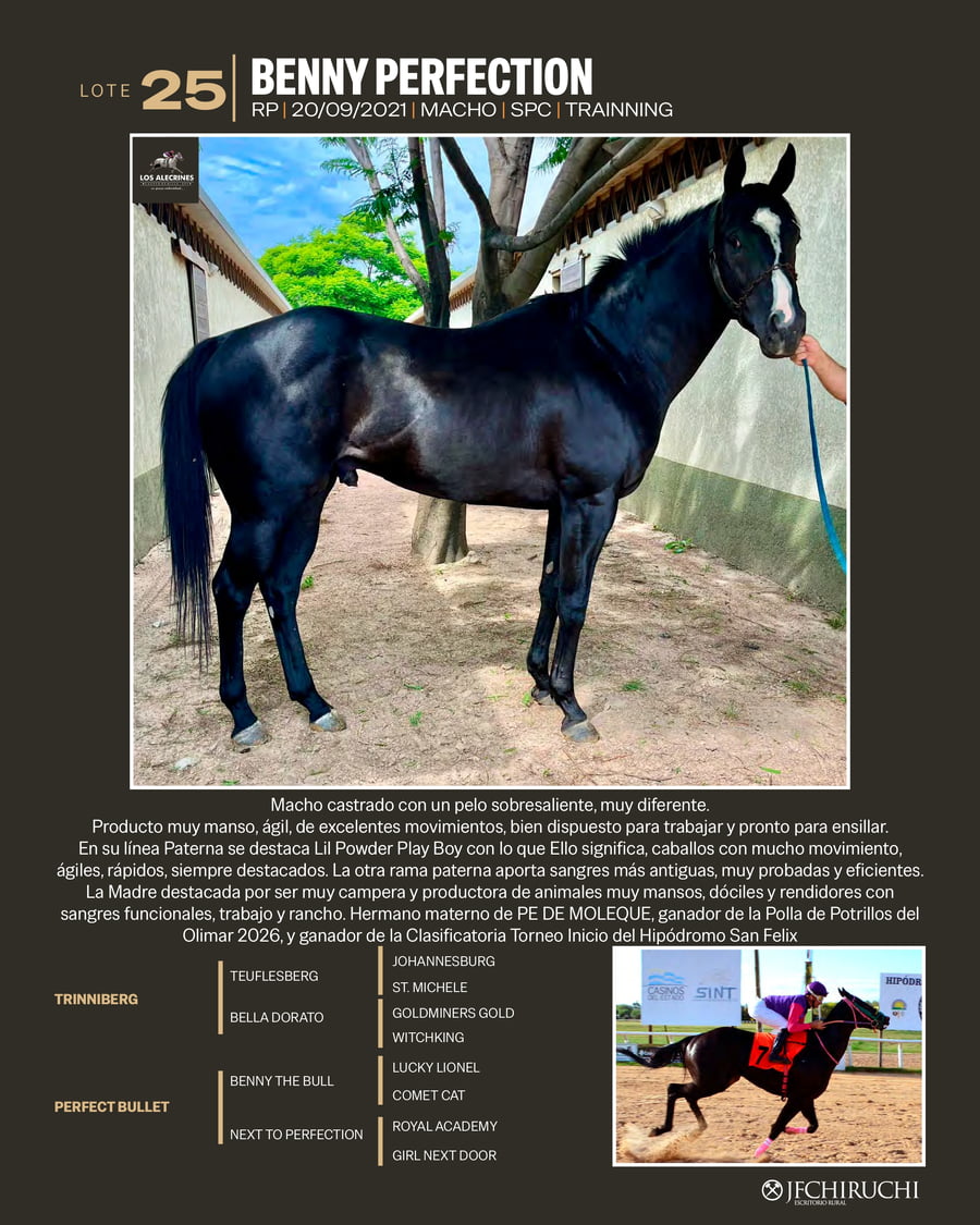 Lote BENNY PERFECTION