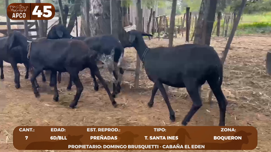 Lote LOTE 45 -POR PANTALLA