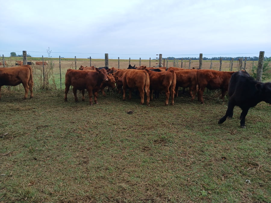 Lote 20 Terneros/as en Rauch