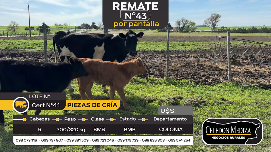 Lote 6 Piezas de cría en Otra Localidad, Colonia