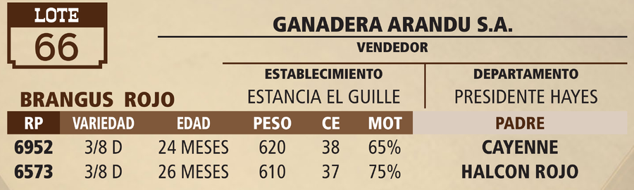 Lote LOTE 66 - VIVO