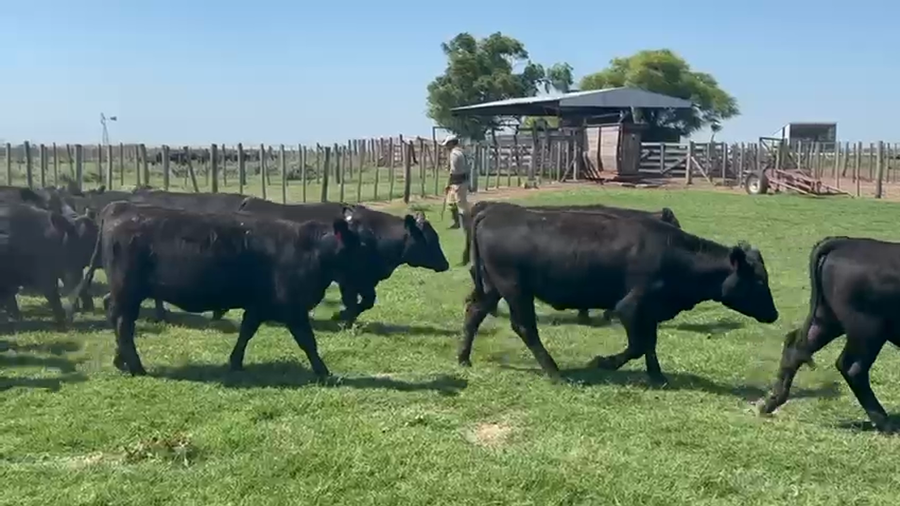 Lote 47 Terneros/as en Santa Fe, Maggiolo