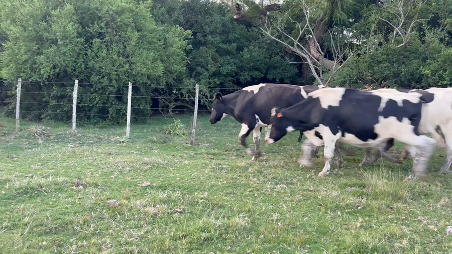 Lote NOVILLOS 2 a 3 AÑOS