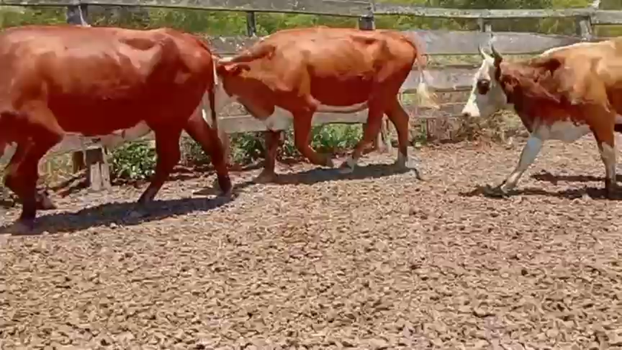 Lote 32 Vacas p/ invernar