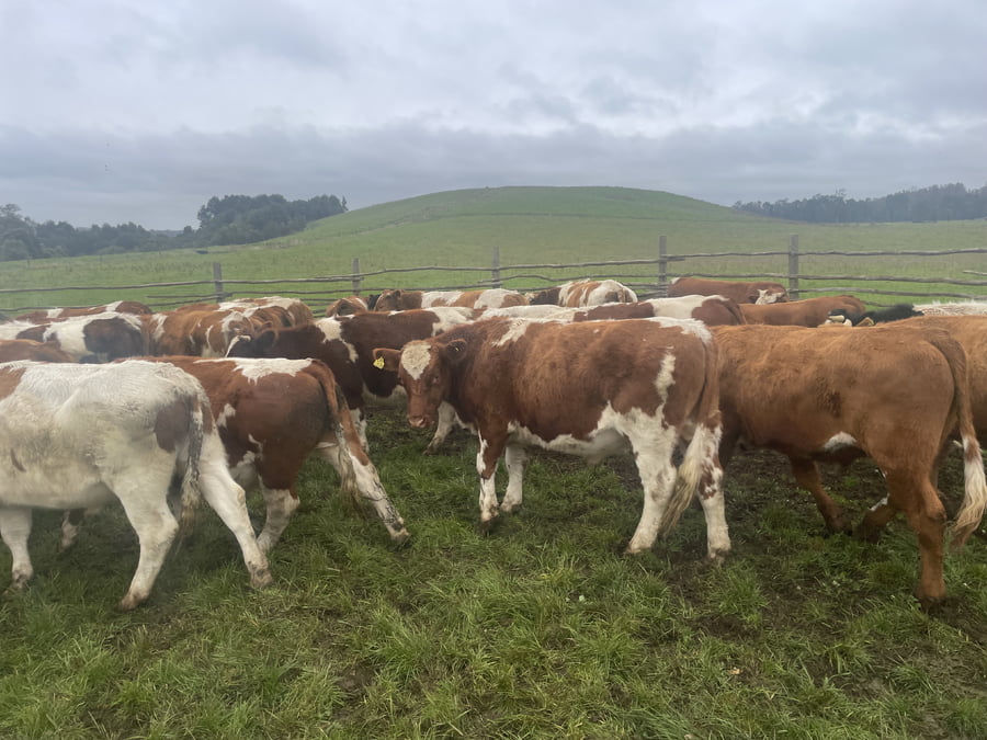 Lote 29 Novillo Engorda en X Región Los Lagos, Puerto Varas