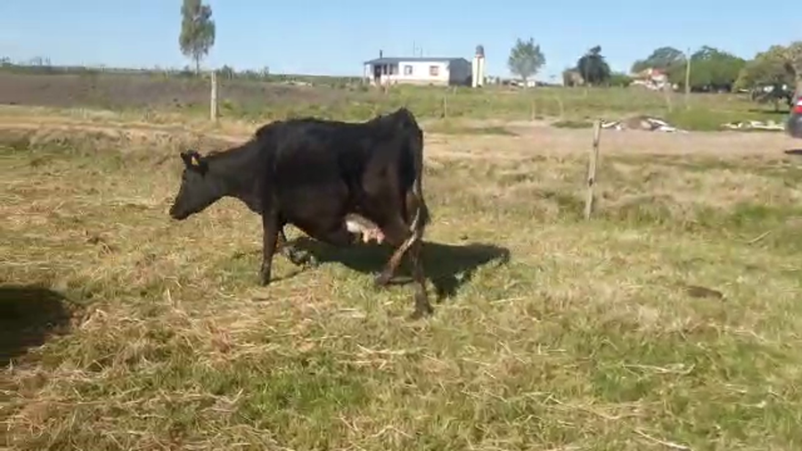 Lote 2 Vaquillonas 1 a 2 años KIWI a remate en REMATE POR PANTALLA 360kg - , San José