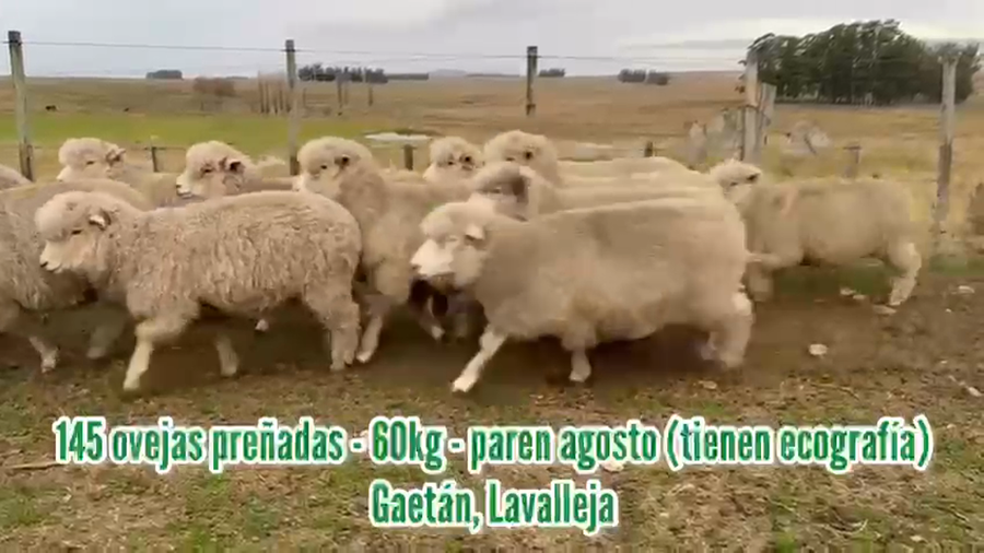 Lote Ovejas preñadas