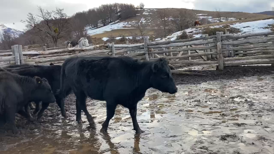 Lote 20 Vaquilla Engorda en Coyhaique, XI Región Aysén