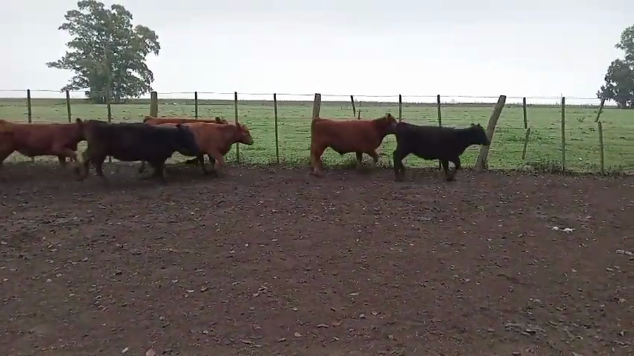 Lote 65 Terneros/as en Daireaux