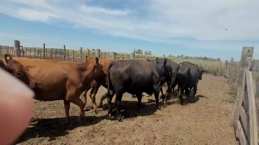 Lote 23 Vacas nuevas C/ gtia de preñez en Carlos Tejedor, Buenos Aires