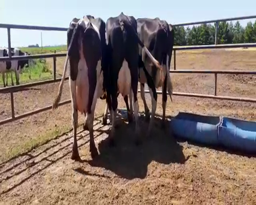 Lote Bossarelli Hermanos