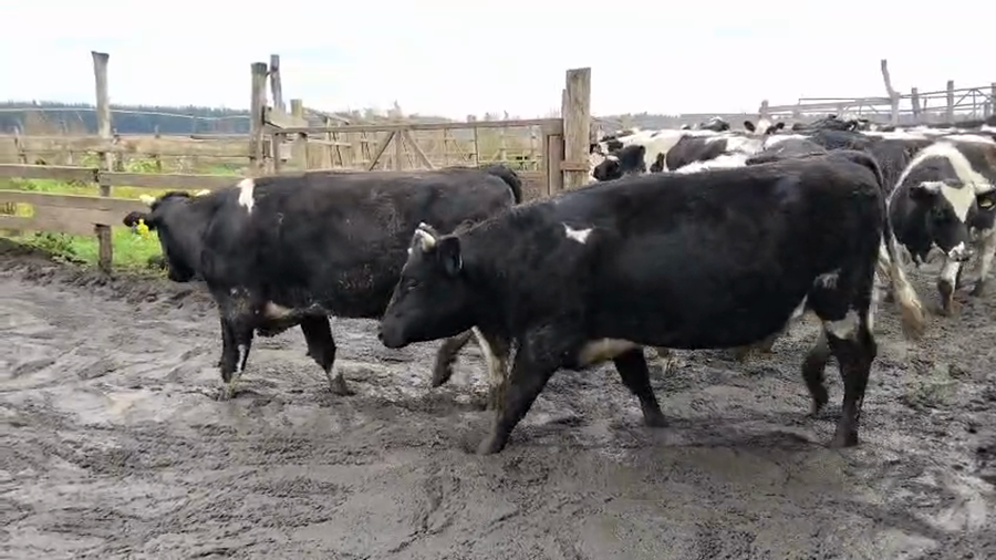 Lote 42 Novillo Gordo en Cabrero, VIII Región Biobío