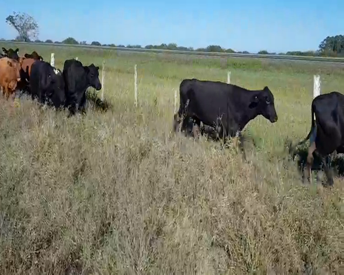 Lote 37 Vacas de invernar en Empedrado, Corrientes
