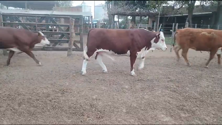 Lote 60 Novillos Braford en Cayastá, Santa Fe