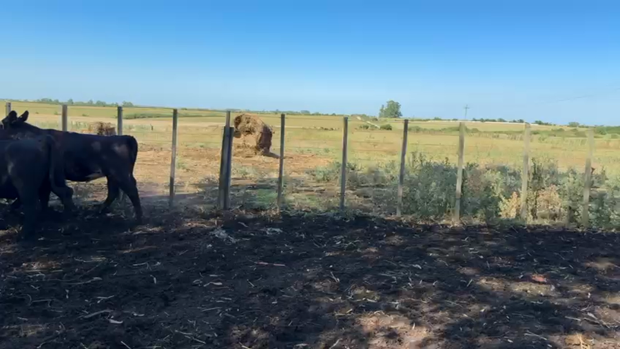 Lote VAQUILLONAS 1 a 2 AÑOS