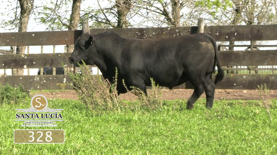 Lote Angus