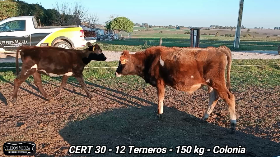 Lote 12 Terneros en Colonia
