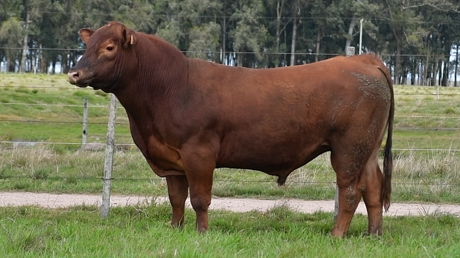 Lote Toros Aberdeen Angus