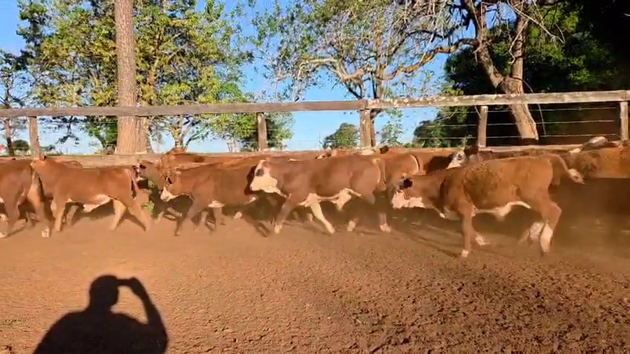 Lote 220 Terneros/as en Corrientes, Virasoro