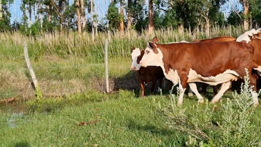 Lote 12 Vacas faena UE