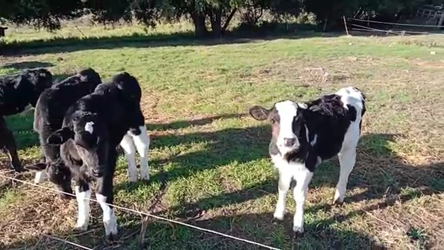 Lote 15 Terneros holando,  kiwi y cruza a remate en 4to remate ENTRE MARTILLOS 90kg -  en ecilda