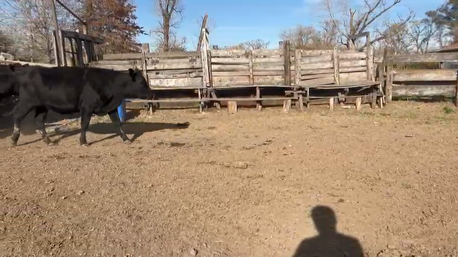 Lote 17 Vaquillonas C/ gtia de preñez en Gral. Las Heras, Buenos Aires