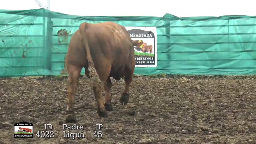 Lote 3 Toros a remate en Toros Para Vaquillonas, Durazno